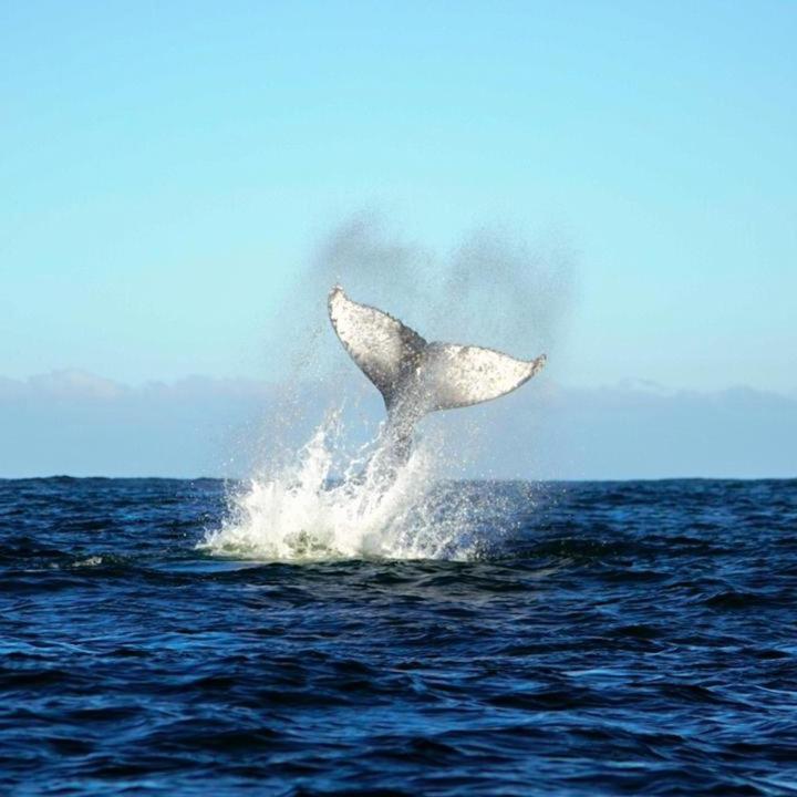 Vertientes De Pumillahue, Chiloe Villa Dış mekan fotoğraf