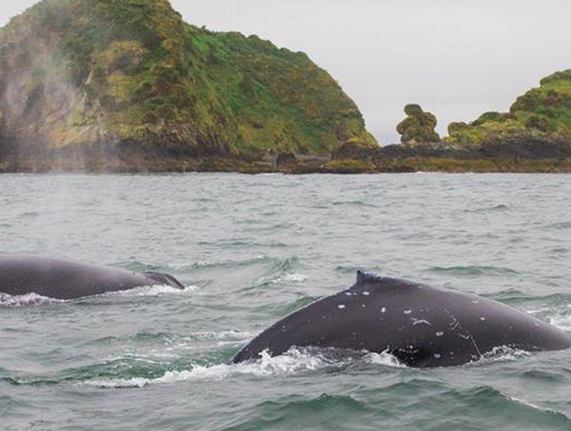 Vertientes De Pumillahue, Chiloe Villa Dış mekan fotoğraf